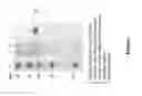 Fig. 02 - METHOD FOR PRODUCING AFFINITY SEPARATION MATRIX, AND AFFINITY SEPARATION MATRIX