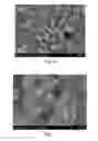 Fig. 04 - Preparation method and application of tetragonal NaVO⋅HO nanosheet-like powder