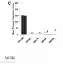 Fig. 22 - NDMA RECEPTOR MODULATORS AND USES THEREOF