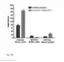 Fig. 26 - NDMA RECEPTOR MODULATORS AND USES THEREOF