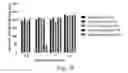 Fig. 28 - NDMA RECEPTOR MODULATORS AND USES THEREOF