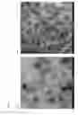 Fig. 09 - Stabilised FMDV capsids