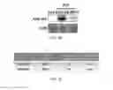 Fig. 04 - GENE REGULATING BIN2 FUNCTION AND TRANSGENIC PLANT TRANSFORMED BY THE GENE