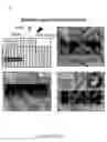 Fig. 43 - Crystal Structures Comprising Elastin-Like Peptides