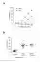 Fig. 07 - Method and pharmaceutical composition for use in the treatment of cancer