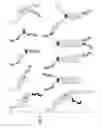 Fig. 08 - Glycosylated repeat-motif-molecule conjugates