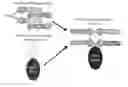 Fig. 01 - Immunotherapies employing self-assembling vaccines