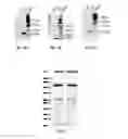 Fig. 04 - Method of producing antibody fragment