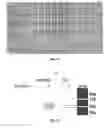 Fig. 09 - Method of producing antibody fragment