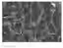 Fig. 01 - Resilient foams and uses thereof