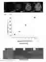 Fig. 17 - Templated synthesis of shape-controlled polymeric nanofibers by chemical vapor deposition (CVD) in liquid crystals