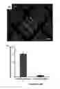 Fig. 30 - Templated synthesis of shape-controlled polymeric nanofibers by chemical vapor deposition (CVD) in liquid crystals