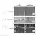 Fig. 06 - ENGINEERED SKIN EQUIVALENT, METHOD OF MANUFACTURE THEREOF AND PRODUCTS DERIVED THEREFROM