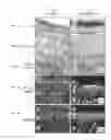 Fig. 07 - ENGINEERED SKIN EQUIVALENT, METHOD OF MANUFACTURE THEREOF AND PRODUCTS DERIVED THEREFROM