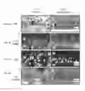 Fig. 10 - ENGINEERED SKIN EQUIVALENT, METHOD OF MANUFACTURE THEREOF AND PRODUCTS DERIVED THEREFROM