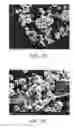 Fig. 06 - Iron particle passivation