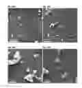 Fig. 27 - Substrate with a superhydrophobic coating and a method of fabricating thereof