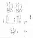 Fig. 11 - Levoglucosan-based flame retardant compounds