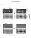 Fig. 09 - Folding biological tissue via programmed cellular contractility