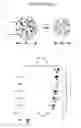 Fig. 40 - Folding biological tissue via programmed cellular contractility