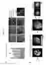 Fig. 43 - Folding biological tissue via programmed cellular contractility