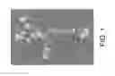 Fig. 02 - DIFFERENTIATION OF PLURIPOTENT STEM CELLS AND CARDIAC PROGENITOR CELLS INTO STRIATED CARDIOMYOCYTE FIBERS USING LAMININS LN-511, LN-521 AND LN-221