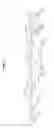 Fig. 09 - Recombinant adenoviruses and use thereof