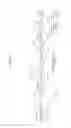 Fig. 16 - Recombinant adenoviruses and use thereof