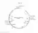 Fig. 22 - Recombinant adenoviruses and use thereof