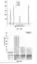 Fig. 06 - Generation of stable protein films using fluorous solvent