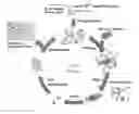 Fig. 01 - Glypican-3 specific aptamer and use thereof
