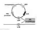 Fig. 01 - Phage-mediated manipulation of 