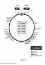Fig. 20 - Phage-mediated manipulation of 