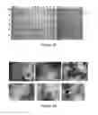 Fig. 49 - Plant-produced chimaeric Orbivirus VLPs