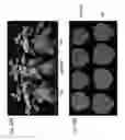 Fig. 35 - PROCESS FOR TRANSFECTING PLANTS