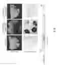 Fig. 41 - PROCESS FOR TRANSFECTING PLANTS