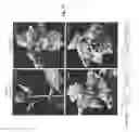 Fig. 43 - PROCESS FOR TRANSFECTING PLANTS