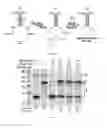 Fig. 07 - Particles coated with catalysts useful for splicing nucleic acids
