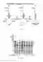 Fig. 08 - Particles coated with catalysts useful for splicing nucleic acids