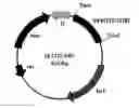 Fig. 01 - 3-epimerase and polynucleotide encoding same