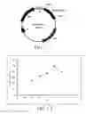 Fig. 02 - 3-epimerase and polynucleotide encoding same