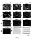 Fig. 07 - Digital pathology color calibration and validation