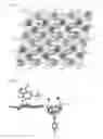 Fig. 10 - Guest-compound-enveloping polymer-metal-complex crystal, method for producing same, method for preparing crystal structure analysis sample, and method for determining molecular structure of organic compound