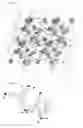 Fig. 11 - Guest-compound-enveloping polymer-metal-complex crystal, method for producing same, method for preparing crystal structure analysis sample, and method for determining molecular structure of organic compound