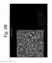 Fig. 04 - Organic toroidal array apparatus of making for direct and reagent-free sensing of the endotoxin activities of a single cell
