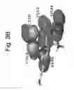 Fig. 06 - Organic toroidal array apparatus of making for direct and reagent-free sensing of the endotoxin activities of a single cell