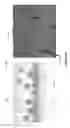 Fig. 05 - DEVICE AND METHOD FOR CELL-BASED DRUG SCREENING