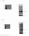 Fig. 22 - Reagents and methods for detecting protein crotonylation