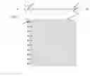 Fig. 01 - LAMINATED LIGHTING UNIT