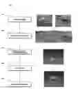 Fig. 01 - SYSTEM AND METHOD FOR IDENTIFICATION AND CLASSIFICATION OF OBJECTS